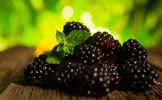 桑葚用什么酒泡最好，一斤桑葚泡幾斤白酒