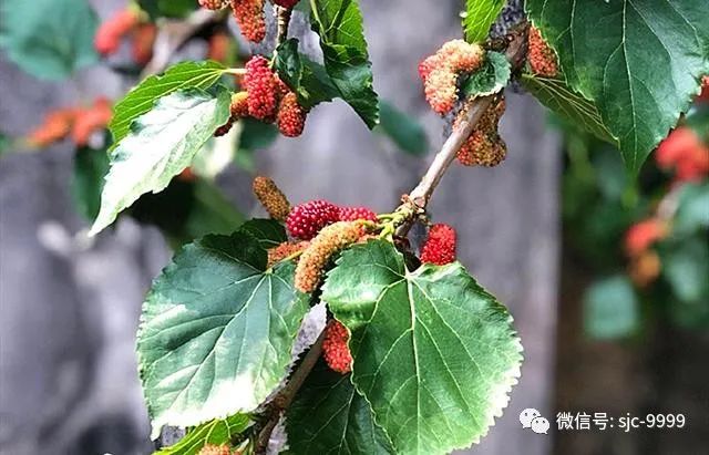 桑葚熟了，泡酒正當時，滋補又好喝，配方和