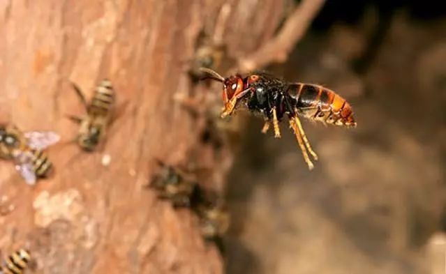 馬蜂泡酒的功效絕對讓你意想不到