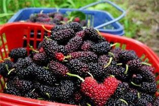 在家自己也制作桑葚酒，桑葚酒正宗的制作方